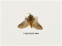 藏品(迴舟蛾)的圖片